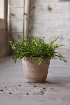 Adiantum H30