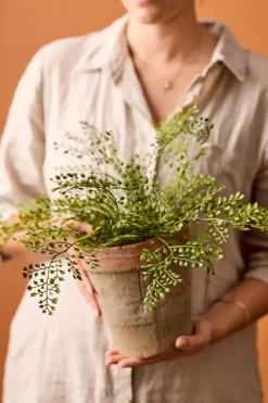 Adiantum H30