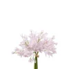 Agapanthusbunt Rosa H30