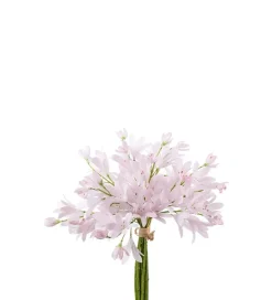 Agapanthusbunt Rosa H30