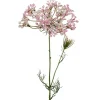 Allium Rosa H70cm