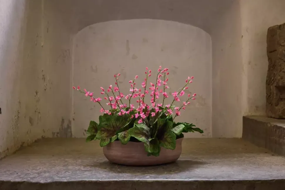 Alunrot Rosa H45 Potte