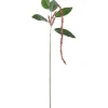 Amaranthus Korall H70