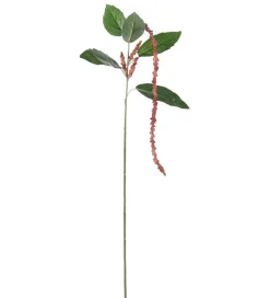 Amaranthus Korall H70