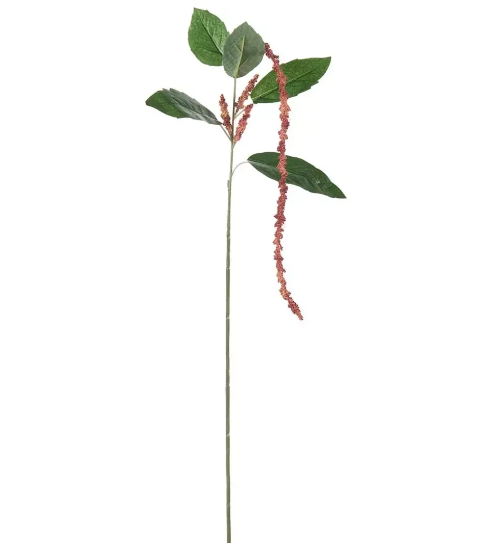 Amaranthus Korall H70