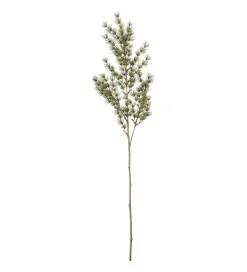 Aspargesbregne Grønn H75