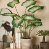 Asplenium H34