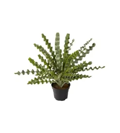 Asplenium H34