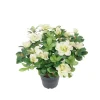 Azalea Hvit H25