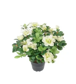 Azalea Hvit H25