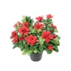 Azalea Rød H25 Potte