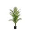 Bergspalme H110