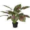 Caladium H40