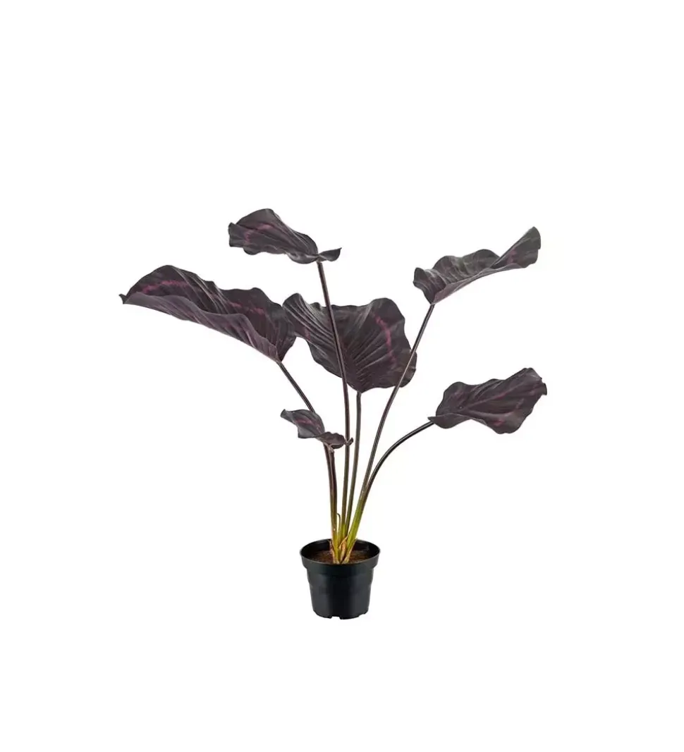 Calathea Burgunder H55
