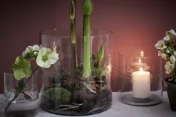 Carla Vase Transparent H30