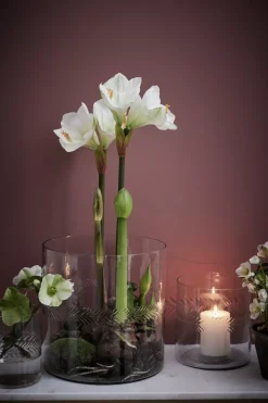 Carla Vase Transparent H20