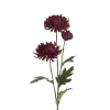Chrysanthemum Burgunder H 60 cm