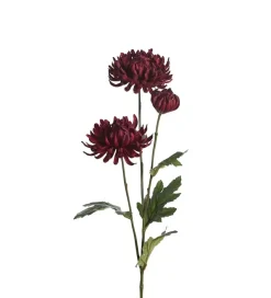 Chrysanthemum Burgunder H 60 cm