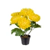 Chrysanthemum I Potte Gul