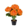Chrysanthemum I Potte Orange