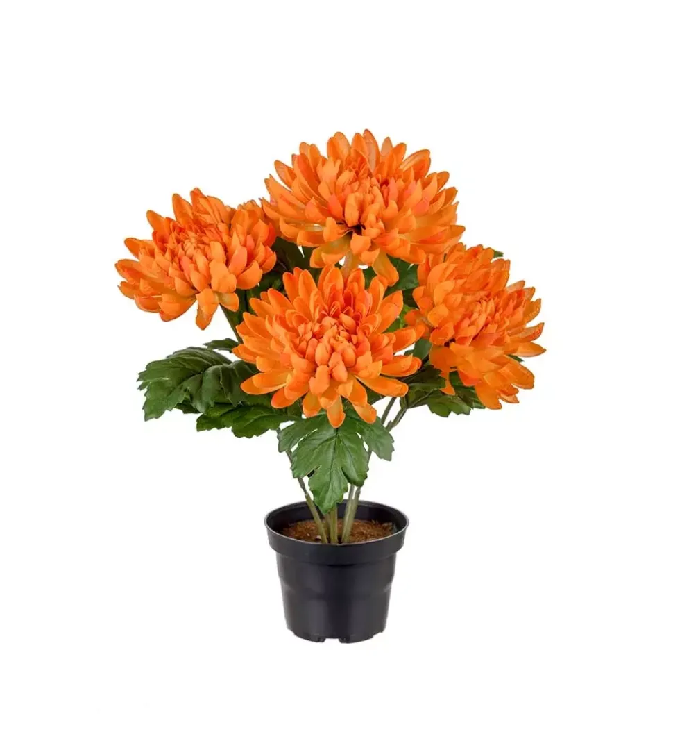 Chrysanthemum I Potte Orange