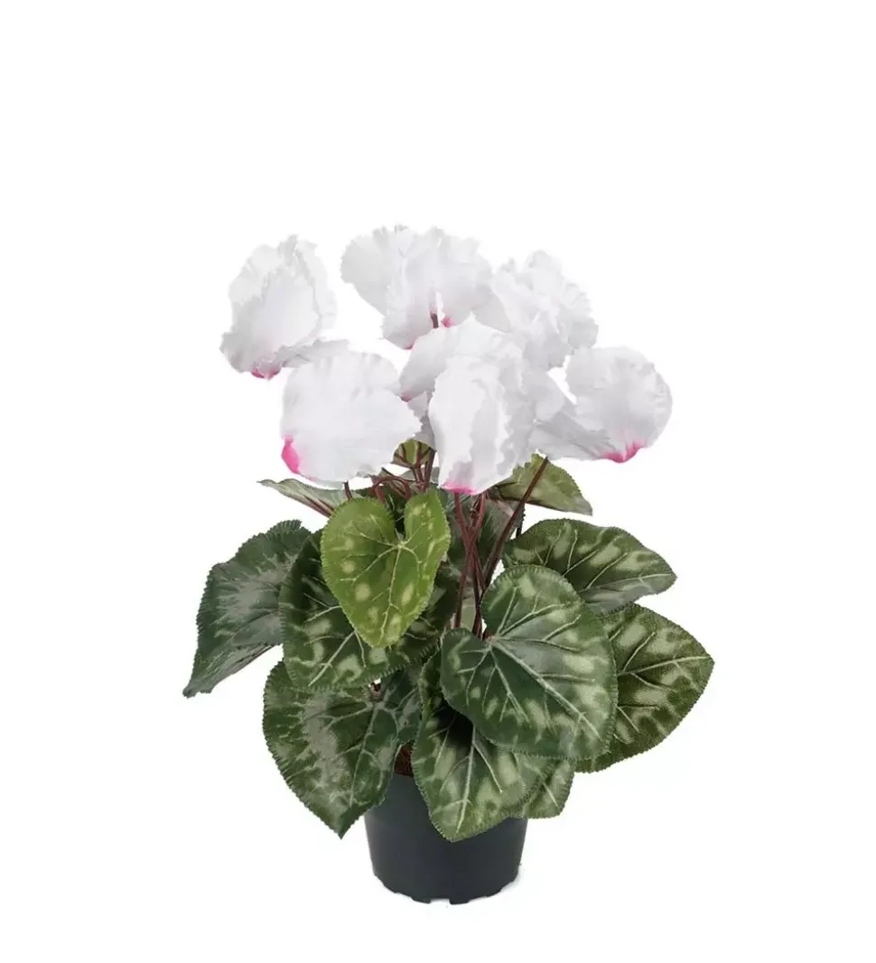 Cyklamen Hvit/Rosa H32 Potte