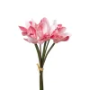 Cymbidium Bunt Rosa H34