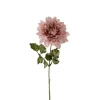 Dahlia Dus Rosa H45