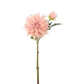 Dahlia Fersken H70