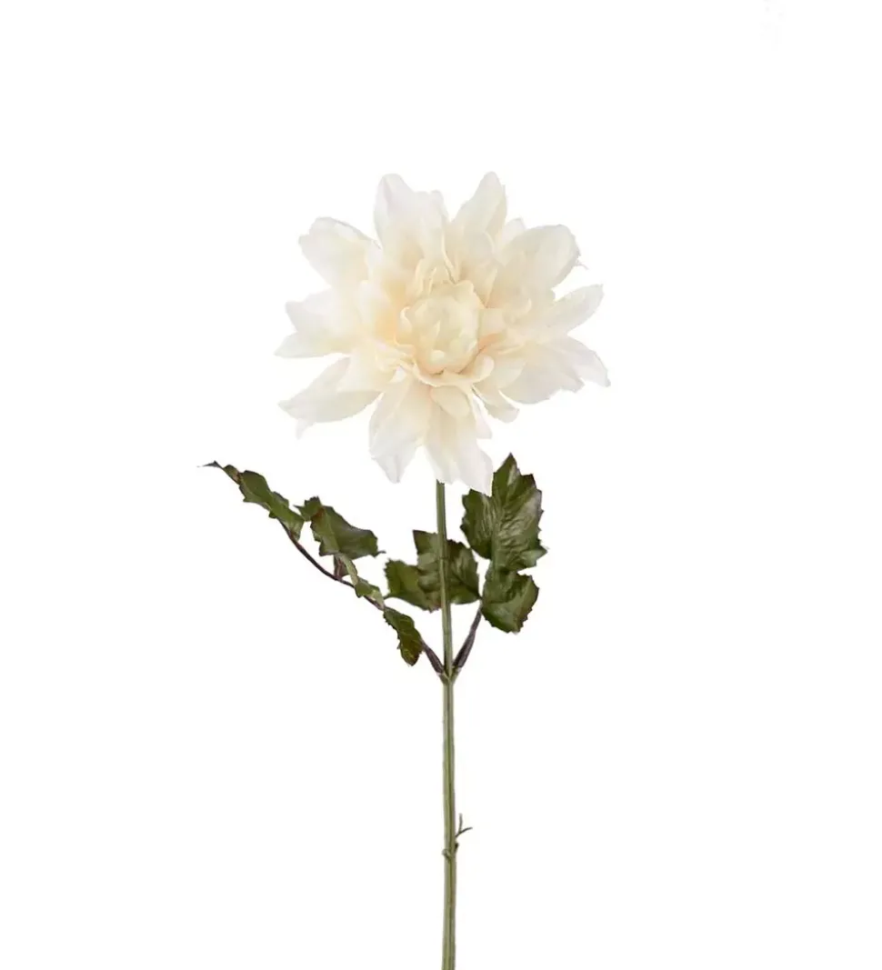 Dahlia Hvit H45