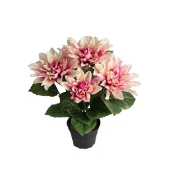 Dahlia Lys Rosa H30