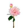 Dahlia Rosa H70