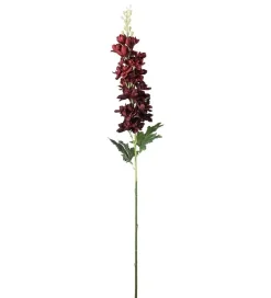 Delphinium Burgunder H75