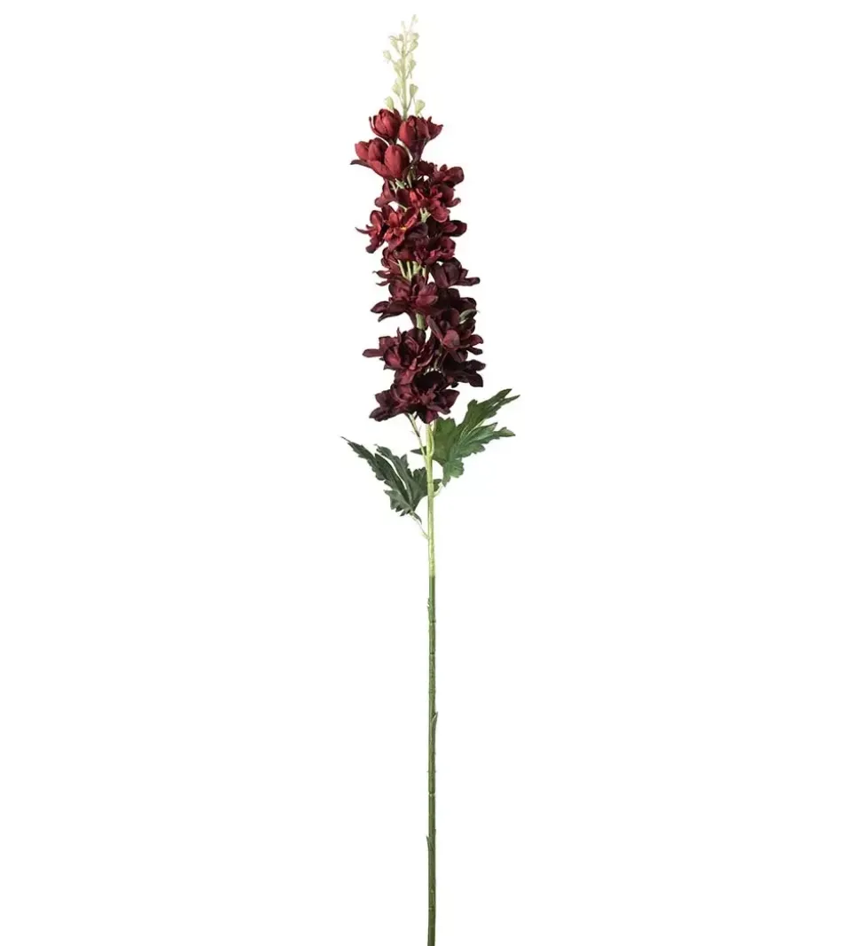 Delphinium Burgunder H75