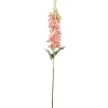 Delphinium Rosa H75