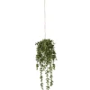 Dischidia Grønn L45
