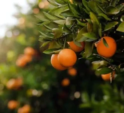 Duftpinner - Sicilian Orange Blossom