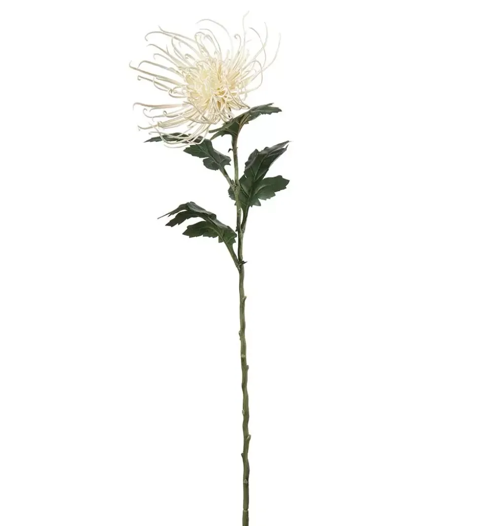 Edderkoppskrysantemum Krem H70