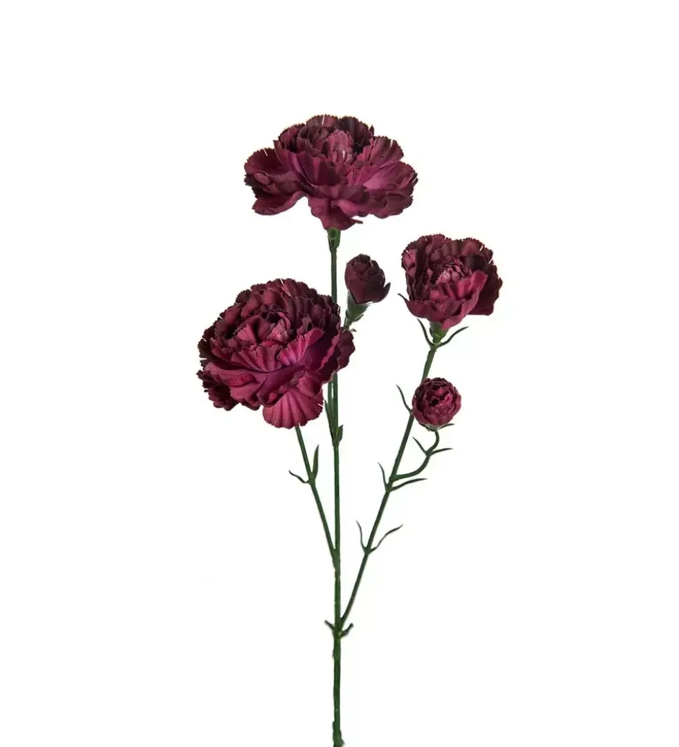 Eleganse Nellik Burgunder H65