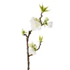 Epleblomst H40