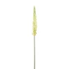 Eremurus Gul