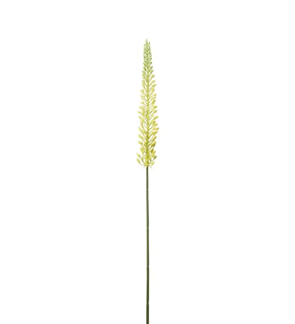 Eremurus Gul