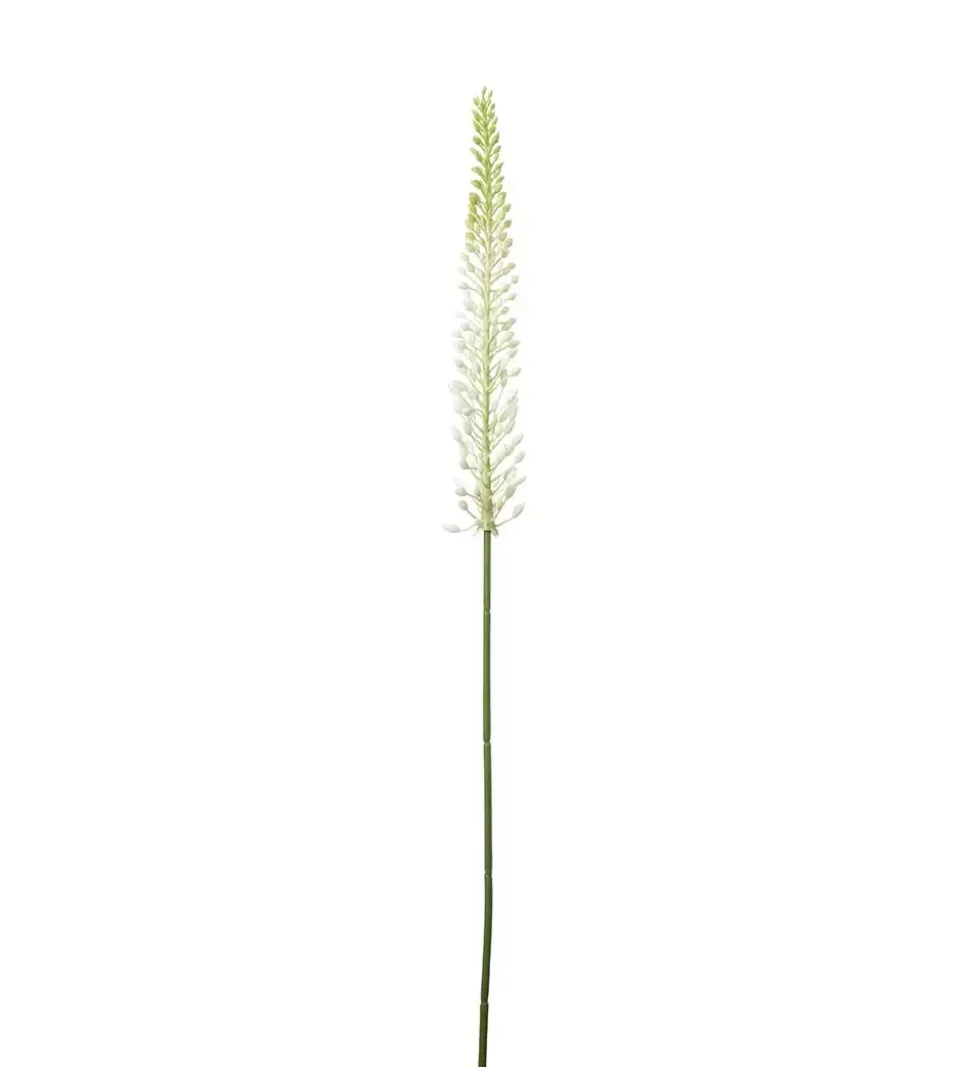 Eremurus Hvit H75