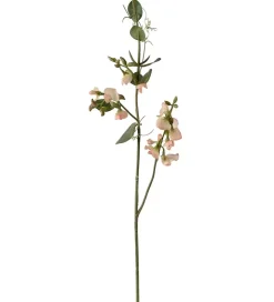 Erteblomst Fersken H69