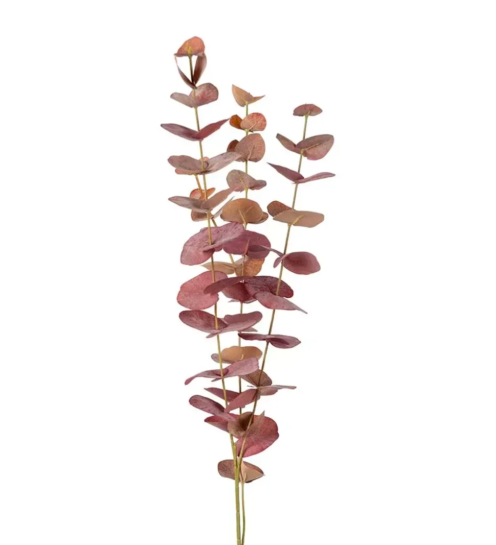 Eucalyptus Brun H60