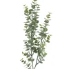 Eucalyptus H74