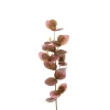 Eucalyptus H40 Lilla