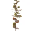 Eucalyptus H40 Varm Grønn
