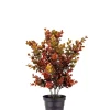 Eucalyptus Rød H40