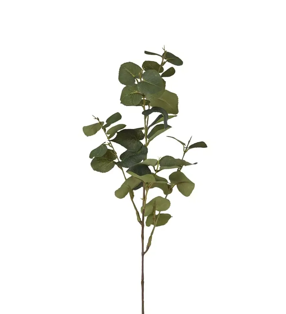 Eukalyptus H70